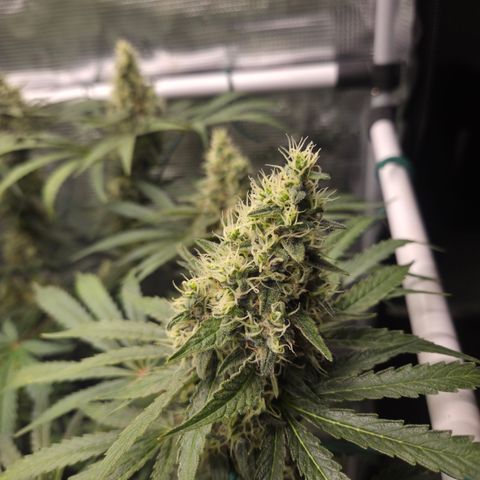 Growlog-Zeitleistenfoto von Cherry Poppers 