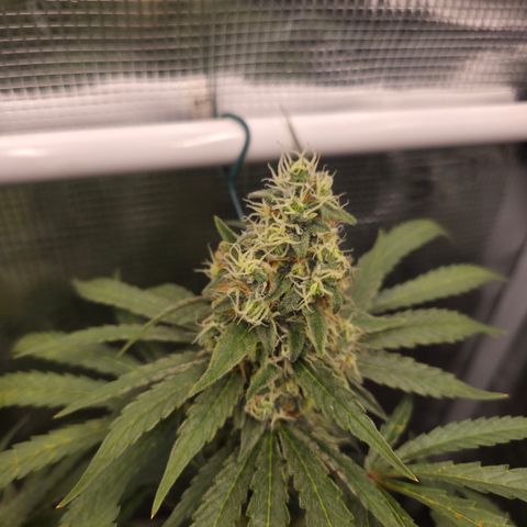 Growlog-Zeitleistenfoto von Cherry Poppers 