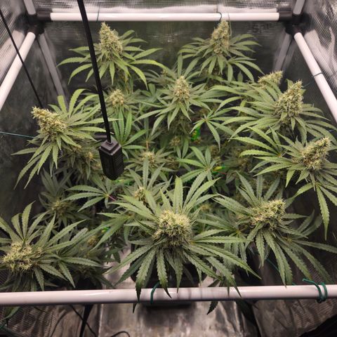 Growlog-Zeitleistenfoto von Cherry Poppers 