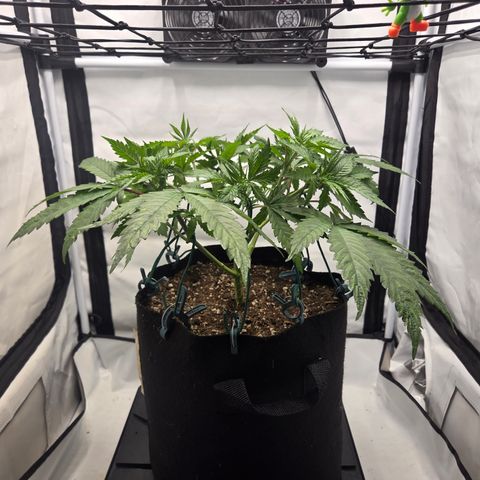 Growlog-Zeitleistenfoto von Wedding Gelato