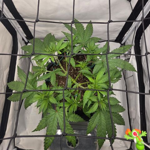 Growlog-Zeitleistenfoto von Wedding Gelato