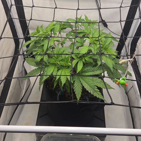 Growlog-Zeitleistenfoto von Wedding Gelato