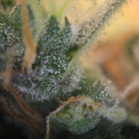 Growlog-Zeitleistenfoto von Cherry Poppers 