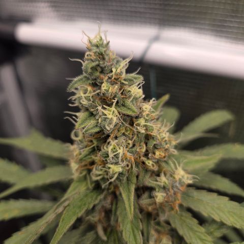 Growlog-Zeitleistenfoto von Cherry Poppers 
