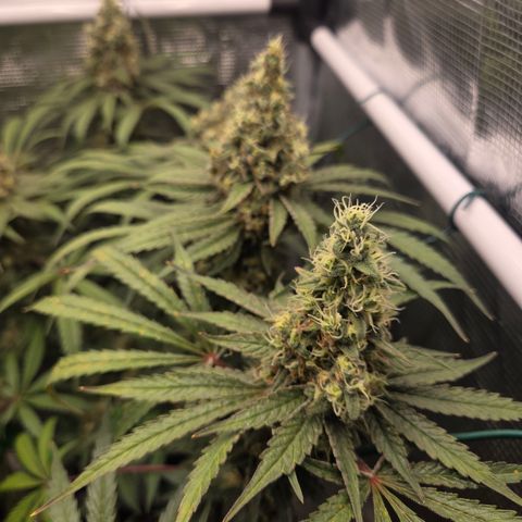 Growlog-Zeitleistenfoto von Cherry Poppers 