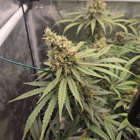 Growlog-Zeitleistenfoto von Cherry Poppers 