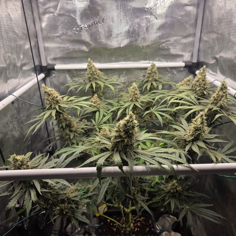 Growlog-Zeitleistenfoto von Cherry Poppers 