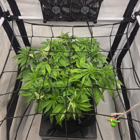 Growlog-Zeitleistenfoto von Wedding Gelato