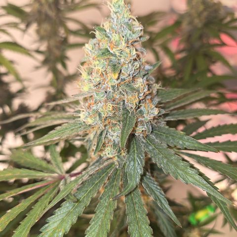 Growlog-Zeitleistenfoto von Cherry Poppers 