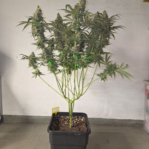 Growlog-Zeitleistenfoto von Cherry Poppers 