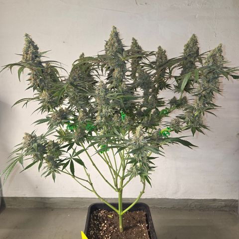 Growlog-Zeitleistenfoto von Cherry Poppers 