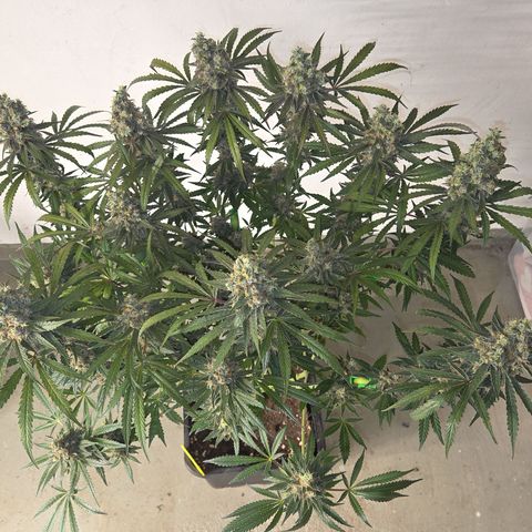 Growlog-Zeitleistenfoto von Cherry Poppers 