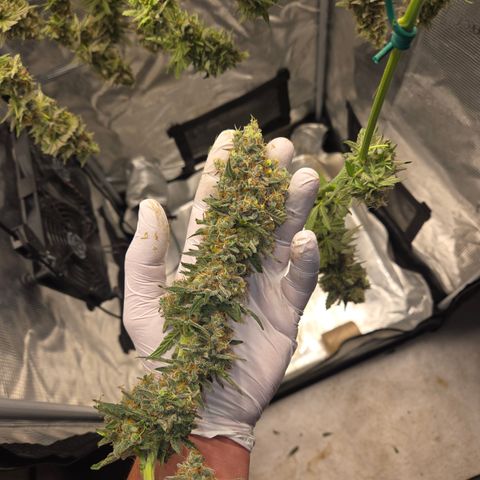 Growlog-Zeitleistenfoto von Cherry Poppers 