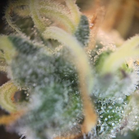 Growlog-Zeitleistenfoto von Cherry Poppers 