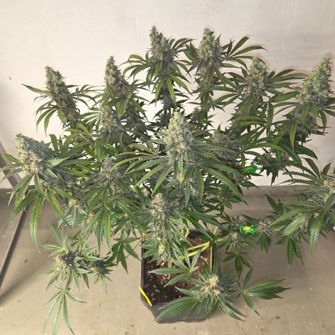 Growlog-Zeitleistenfoto von Cherry Poppers 