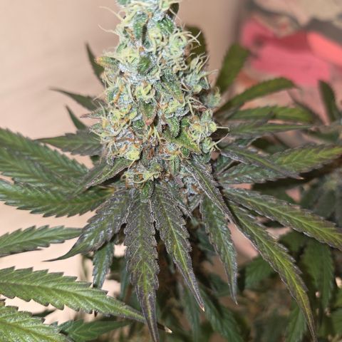 Growlog-Zeitleistenfoto von Cherry Poppers 