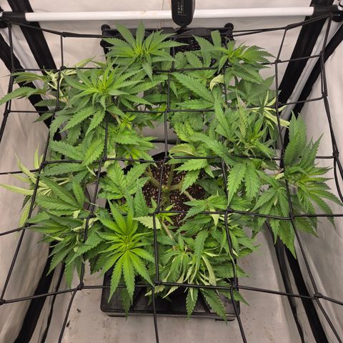 Growlog-Zeitleistenfoto von Wedding Gelato