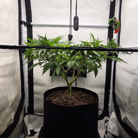 Growlog-Zeitleistenfoto von Wedding Gelato