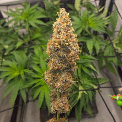 Growlog-Zeitleistenfoto von Cherry Poppers 