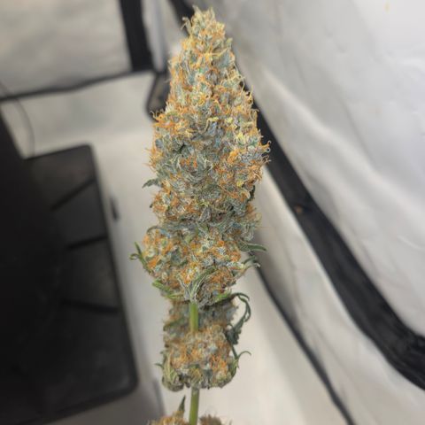 Growlog-Zeitleistenfoto von Cherry Poppers 