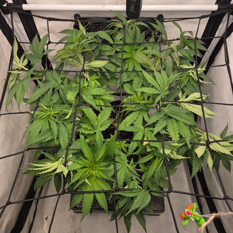 Growlog-Zeitleistenfoto von Wedding Gelato