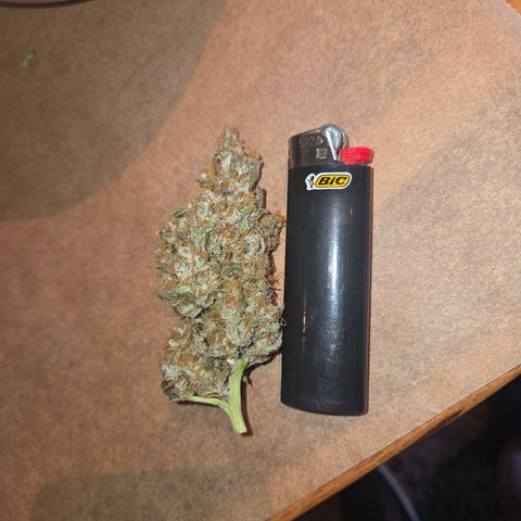 Growlog-Zeitleistenfoto von Cherry Poppers 