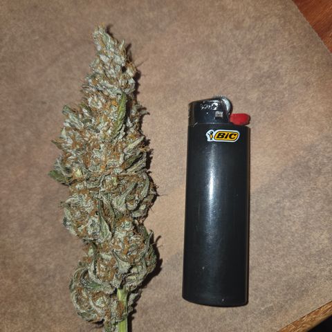 Growlog-Zeitleistenfoto von Cherry Poppers 