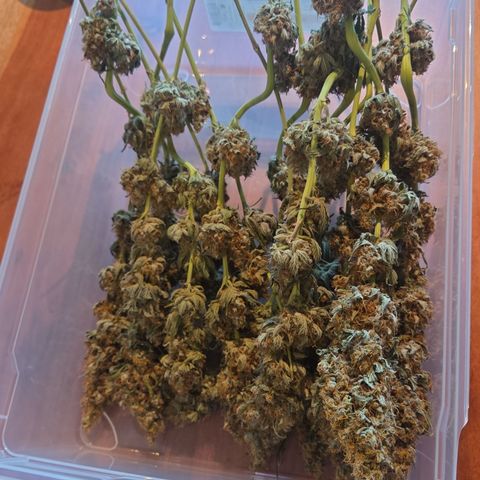 Growlog-Zeitleistenfoto von Cherry Poppers 
