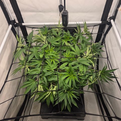 Growlog-Zeitleistenfoto von Wedding Gelato