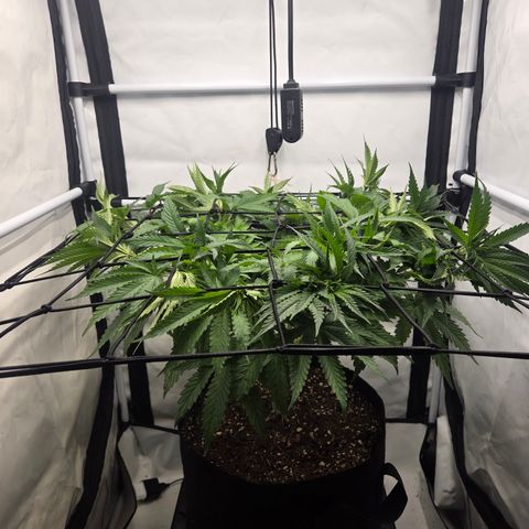 Growlog-Zeitleistenfoto von Wedding Gelato