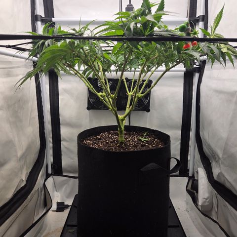Growlog-Zeitleistenfoto von Wedding Gelato