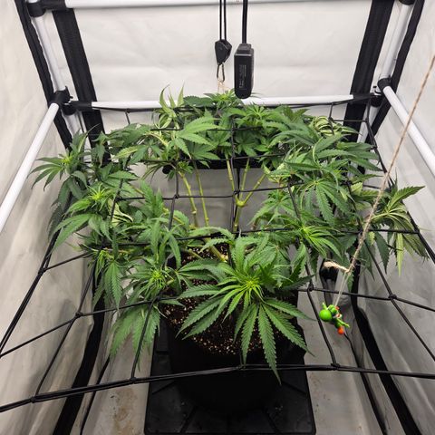 Growlog-Zeitleistenfoto von Wedding Gelato