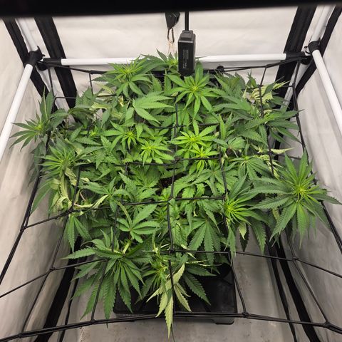 Growlog-Zeitleistenfoto von Wedding Gelato