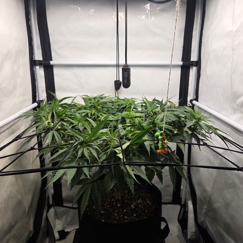 Growlog-Zeitleistenfoto von Wedding Gelato