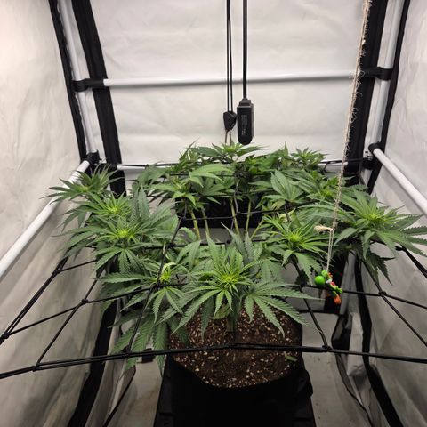 Growlog-Zeitleistenfoto von Wedding Gelato
