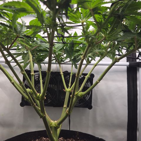 Growlog-Zeitleistenfoto von Wedding Gelato