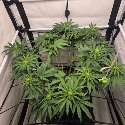 Growlog-Zeitleistenfoto von Wedding Gelato