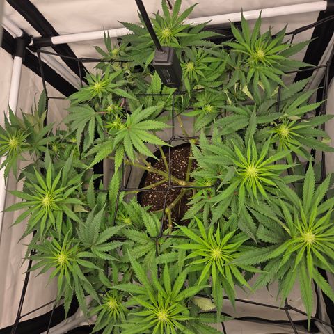 Growlog-Zeitleistenfoto von Wedding Gelato