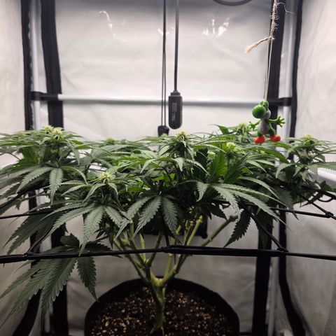 Growlog-Zeitleistenfoto von Wedding Gelato