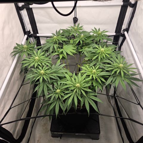 Growlog-Zeitleistenfoto von Wedding Gelato