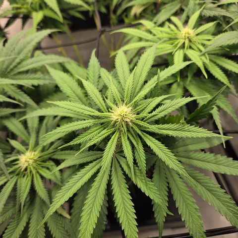 Growlog-Zeitleistenfoto von Wedding Gelato