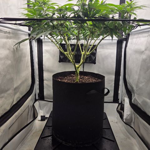Growlog-Zeitleistenfoto von Wedding Gelato