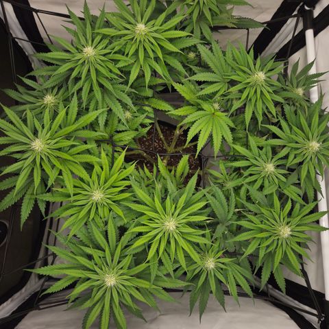 Growlog-Zeitleistenfoto von Wedding Gelato