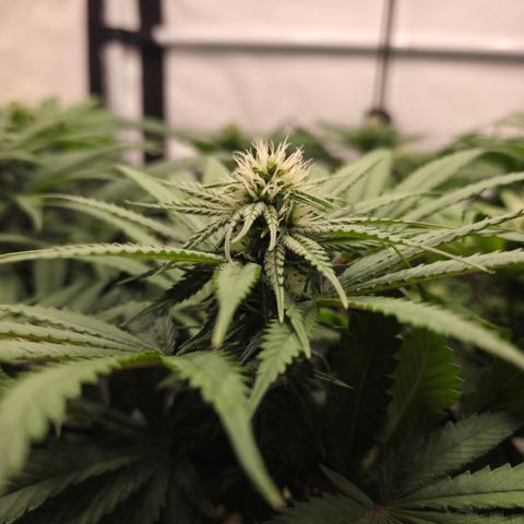 Growlog-Zeitleistenfoto von Wedding Gelato