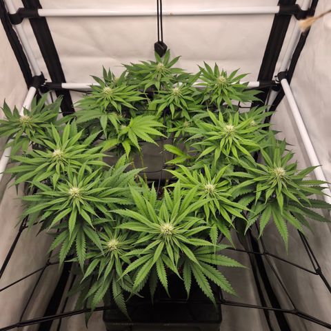 Growlog-Zeitleistenfoto von Wedding Gelato