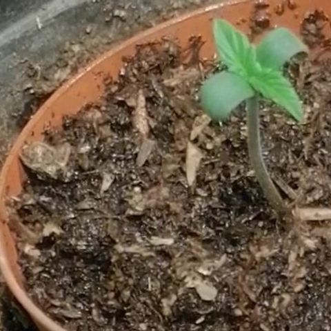 Gelato  growlog timeline photo