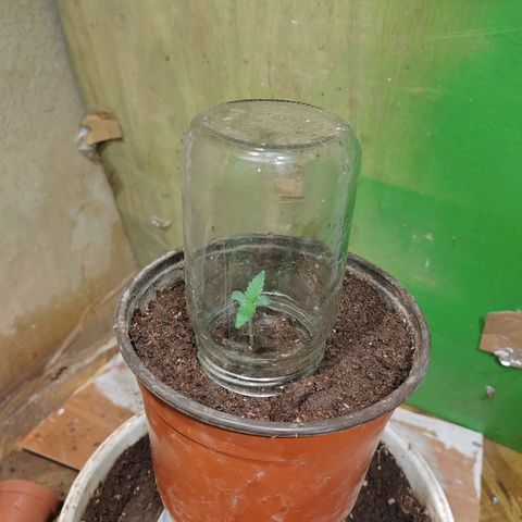 Gelato  growlog timeline photo