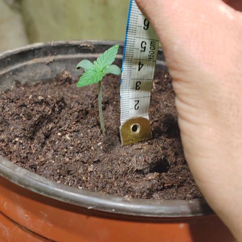 Gelato  growlog timeline photo