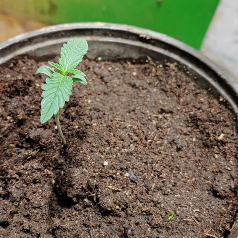 Gelato  growlog timeline photo