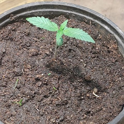 Gelato  growlog photo: Se ve lenta de crecimiento, no eetoy seguro del porqué 